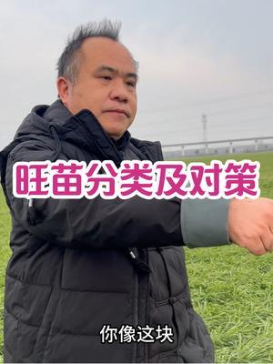 旺苗分类及对策 四类旺苗，早播、播量大、氮肥重，综合。#三农种植 #农业种植技术