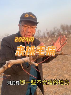 桃修剪完了 看看有啥毛病？#果树修剪 #2024新农人计划 #修剪