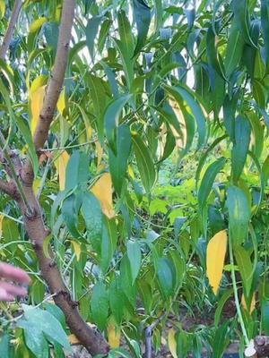 幸亏秋季干掉了 否则冬季还要修剪掉#果树修剪 #果园管理 #修剪
