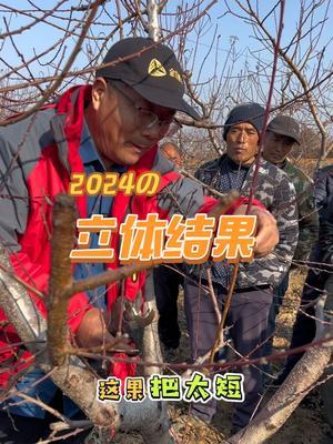在蒙阴，剪桃树 单轴伸，长稍剪，上中下，立体结。早6点，果园里，在直播，欢迎👏来。#果树修剪 #果园管理 #果园智库 #来抖音学农技