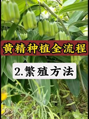 黄精种植全流程，第二步，繁殖方法。 #黄精种植 #中药材 #黄精 