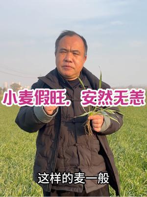 小麦假旺，安然无恙 根好、叶不长，即便封拢，不属于旺，属于壮，不需要担心#服务三农支持三农 #农业种植技术