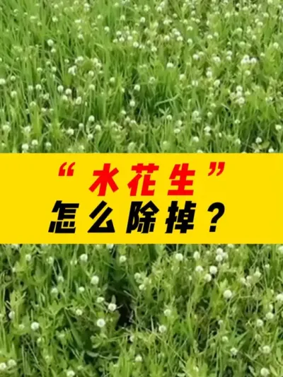 恶性杂草&ldquo;水花生&rdquo;怎么去除？ #种植小技巧 #农业知识#农业 #农业技术