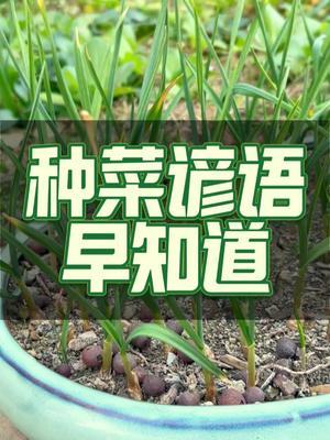 这些种菜技巧你都知道吗？ #种菜 #种植小技巧 #种植 