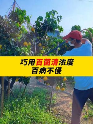 巧用百菌清浓度，百毒不侵！ #三农种植 #农业 #农业种植 #农业技术