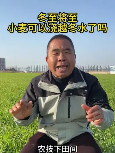 冬至将至，小麦可以浇越冬水了吗？ #小麦越冬 #小麦越冬管理 #小麦越冬水啥时候浇 #小麦越冬水浇灌 #小麦越冬前必备标准