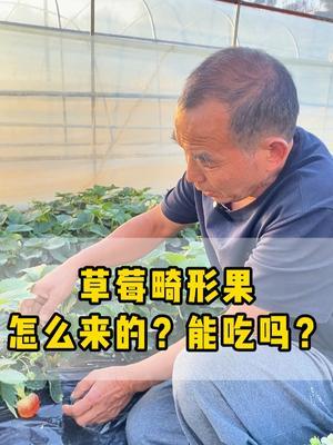 草莓畸形果怎么来的？能不能吃？好吃！爱吃！多吃！ #草莓种植 #红颜草莓  #科普  #正能量 #抖音助农