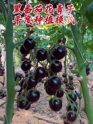 黑番茄花青子平度种植模式，糖度高，口感好，出口🇰🇷价格100一斤！高收益番茄品种！#农业种植 #黑番茄 #抖音助农 #三农 #优质种苗