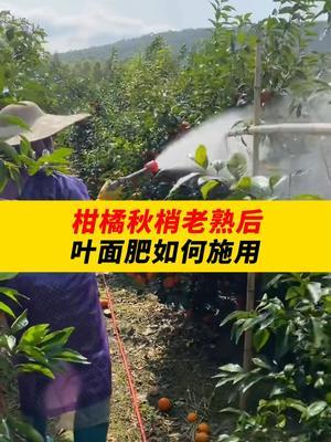 柑橘秋梢老熟后，叶面肥如何施用？ #三农种植 #农业 #农业技术 #农业种植