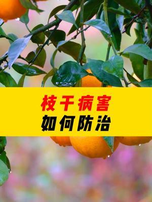 枝干病害如何防治？！ #三农种植 #柑橘种植 #农业技术推广 #农业