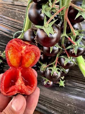 富含花青素和维生素的黑番茄～花青子！非转基因品种，产量高，硬度好，耐裂！#黑番茄 #抖音助农 #三农 #新农人计划2024 #农业种植