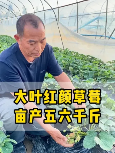 大叶红颜草莓，管理的好，亩产也能达到五六千斤 #草莓种植  #红颜  #农业种植  #高产 #种植小技巧