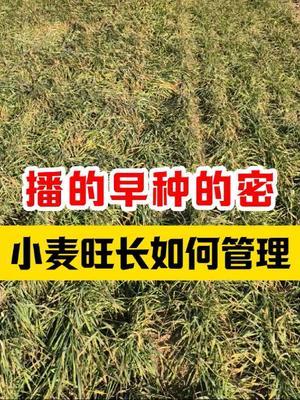 旺长小麦返青期如何管理防倒伏、产量高？ 播的早种的密，小麦年前旺长封垄，年后如何管理？#小麦种植 #小麦年后管理 #小麦种植管理技术 #小麦管理 #小麦旺长
