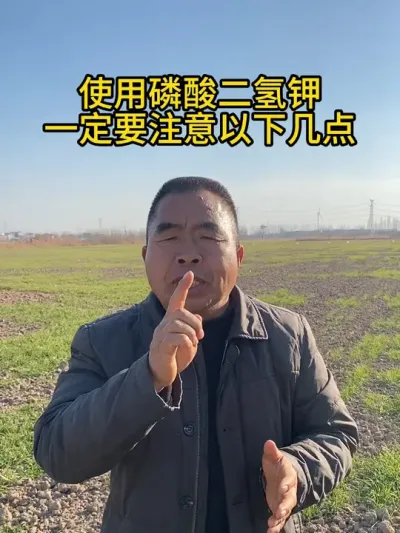 使用磷酸二氢钾一定要注意以下几点 #磷酸二氢钾 #磷酸二氢钾不能与什么农药混用 #磷酸二氢钾的使用 #三农