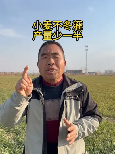 小麦不冬灌产量少一半~ #服务三农支持三农 #抖音助农 #农业种植 #农村生活 #小麦