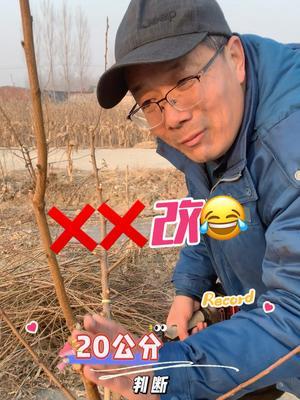 这样修剪就玩完吗 看看改正修剪的对吗？明天早还直播修剪了，你会来吗#果树修剪 #修剪