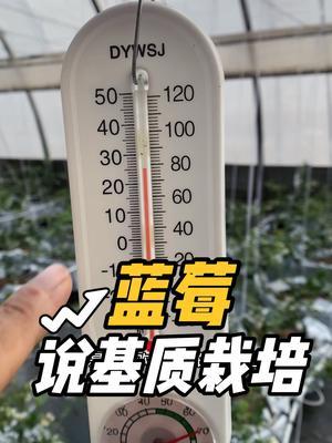 蓝莓基质栽培 会步阳光玫瑰得后尘吗#蓝莓种植 #果园管理