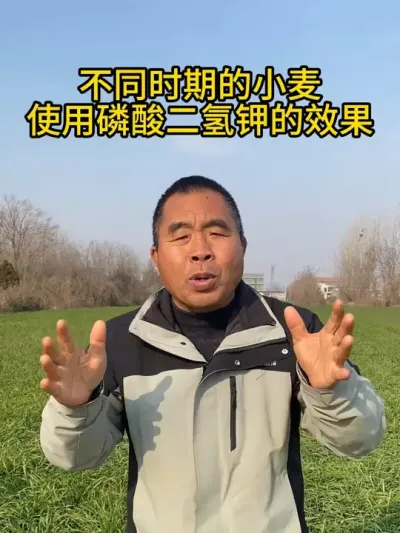 不同时期的小麦使用磷酸二氢钾的效果 #磷酸二氢钾使用小妙招 #磷酸二氢钾黄金搭档 #小麦管理 #小麦种植大户