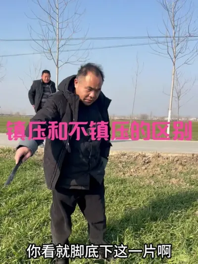 镇压和不镇压的区别 叶长、叶披散程度、倒伏程度有明显区别#三农种植