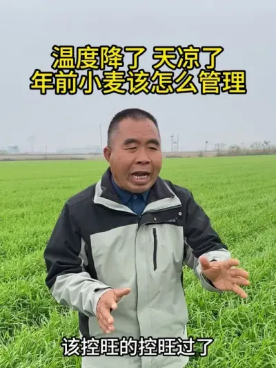 温度降了，天凉了，年前小麦该怎么管理？ #小麦管理 #小麦种植 #小麦管理技术 #三农 #小麦管理技术