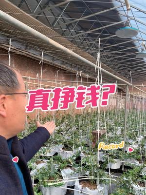 谁见过这水果？ 喜欢吃吗。#果树修剪 #蓝莓