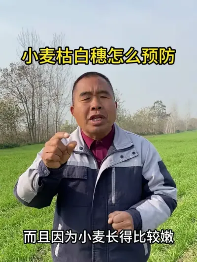 小麦枯白穗怎么预防? #小麦种植 #小麦枯白穗 #小麦种植管理技术 #小麦管理 #三农