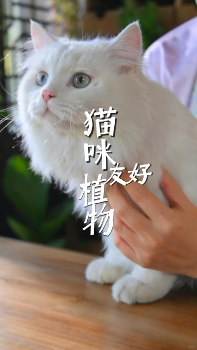 对猫咪友好的植物，养猫家庭放心入！