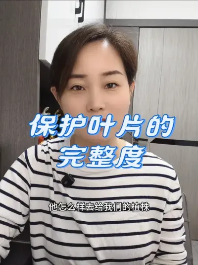 叶片的完整程度关系到最终的产量和品质#农业种植 #传播农业小知识 #优质农产品 #土壤改良 #增产增收才是硬道理