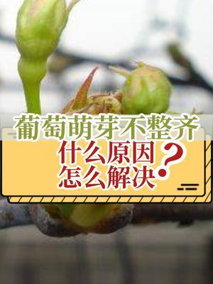 葡萄萌芽不整齐，是什么原因？怎么解决？ #新知贺岁眼界大开 #新农人计划2025  #葡萄 #葡萄萌芽