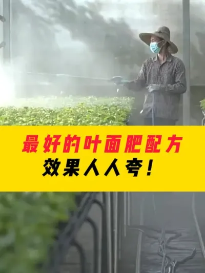 最好的叶面肥配方，效果人人夸！ #三农种植 #农业 #农业种植 #农业技术