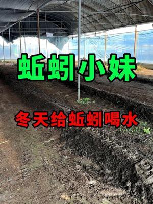 冬天给蚯蚓喝水，我们选择在下午三点左右 #蚯蚓 #三农 #农村创业养殖