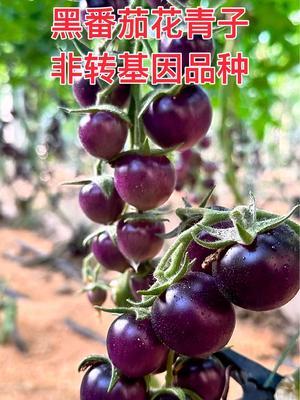 非转基因黑番茄～花青子，平度种植11.9糖，口感好，风味足！出口🇰🇷100一斤！#抖音助农 #农业种植 #三农 #黑番茄 #番茄
