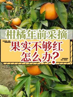 柑橘年前采摘，果实不够红，怎么办？ #柑橘种植 #采摘采摘啦 #内容启发搜索 #抖音知识年终大赏