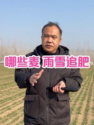 哪些麦 雨雪追肥 雨雪前还是雨雪后？#服务三农支持三农