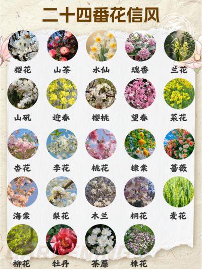 惊！原来二十四番花信是全年赏花的密码