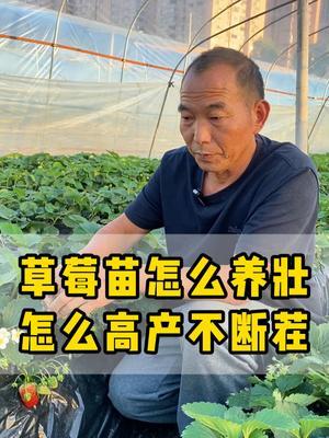 草莓苗想要又壮又高产，果子一茬接一茬，可以试试这么做 #草莓种植  #提苗 #控旺  #农业种植  #种植小技巧