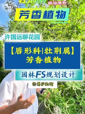 芳香植物 庭院&ldquo;芳香植物&rdquo;为我们身体保驾护航！#药食同源 #许国远 #玉尺堂 #园林康养 #别墅庭院植物 @金陵比德设计 @琳海植保张张