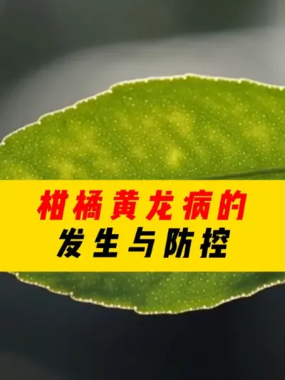 柑橘黄龙病的发生与防控！ #三农种植 #果树管理 #农业 #农业种植