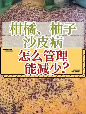 柑橘、柚子沙皮病，怎么管理能减少？ #抖音知识年终大赏 #沙皮病 #柑橘种植 #内容启发搜索 #三农