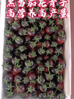 黑番茄花青子，不仅营养价值高，产量和收益都非常好，非转基因更健康！#农业种植 #抖音助农 #三农 #番茄 #黑番茄