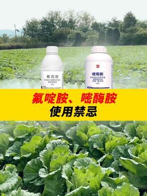 氟啶胺、嘧酶胺，使用禁忌！ #种植小技巧 #农业种植 #农业 #农业技术