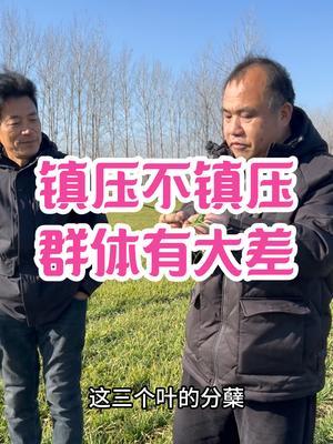 镇压不镇压 群体有大差 年后群体大的麦，拔节前均可镇压！湿地不压，冻土不压。
镇压，有效群体变大！不镇压，旺麦两极分化时死极概率大！#三农种植 #农业种植技术