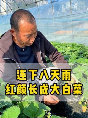 连下八天雨，大叶红颜长成大白菜？？？ #草莓种植  #压苗 #控旺  #大丰收 #种植小技巧