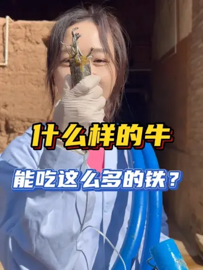 什么样的牛，能吃这么多的铁？想念白婳巅峰的样子！#新农人计划2024  #乡村守护人  #来抖音学农技  #养牛