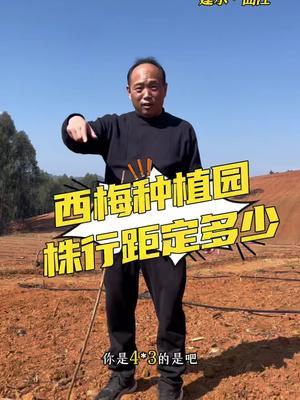西梅种植行株距多少合适#西梅种植#农田行者技术服务联盟#农田行者#果园管理