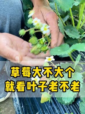 草莓幼果膨大期该怎么施肥？怎么通过叶子判断肥料够不够？ #草莓种植  #肥料  #高产  #农业种植 #抖音助农