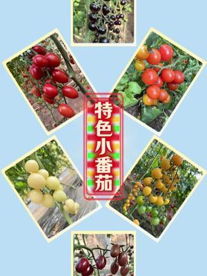 专注特色小番茄，黑白红橙黄绿粉紫！高口感，颜色漂亮，果型周正！#新农人计划2024 #抖音助农 #农业种植 #番茄 #三农