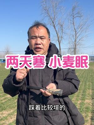 两天寒 小麦眠 两天寒对苗情环境好会更好，对苗情环境差的会更糟！#三农种植 #农业种植技术