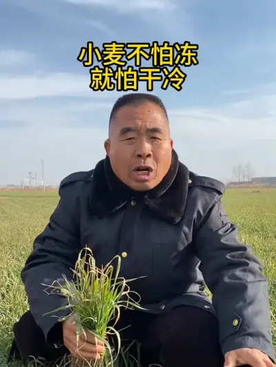 小麦不怕冻就怕干冷 #心系三农服务三农 #小麦 #抖音助农扶农 #农业种植 #新农人计划