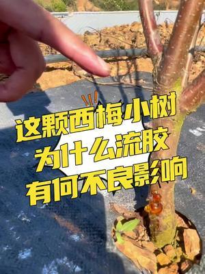 西梅小树为何会流胶#西梅种植#农田行者 #农田行者技术服务联盟#果园管理